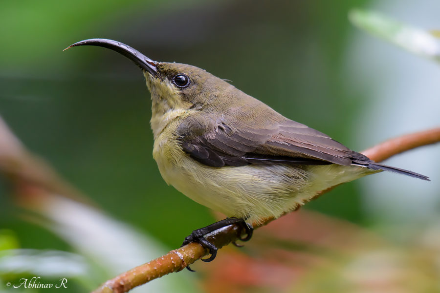 Loten's Sunbird Female - Cinnyris Lotenius - Birds of Kerala
