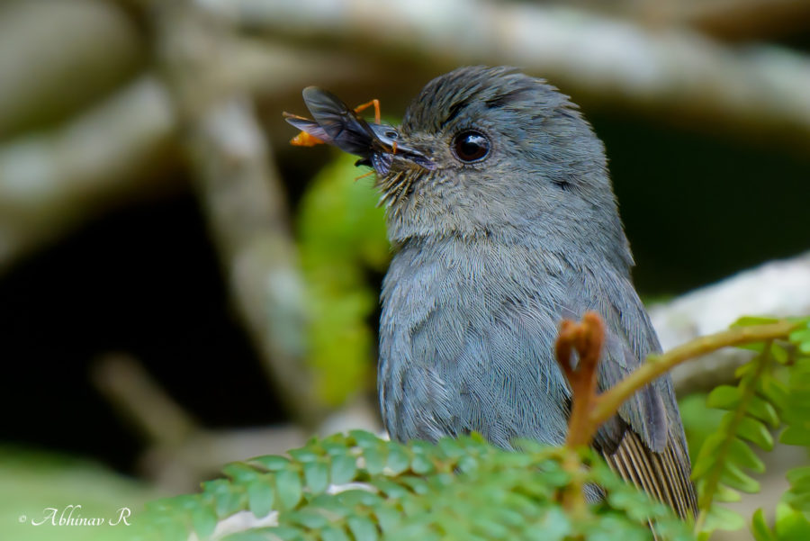 Nilgiri Flycatcher - female