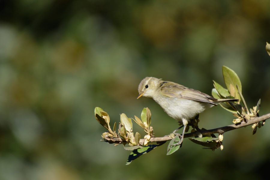 Nikon 200-500mm Review - Bird Photography