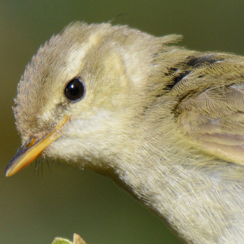 Nikon 200-500mm Review - Bird Photography
