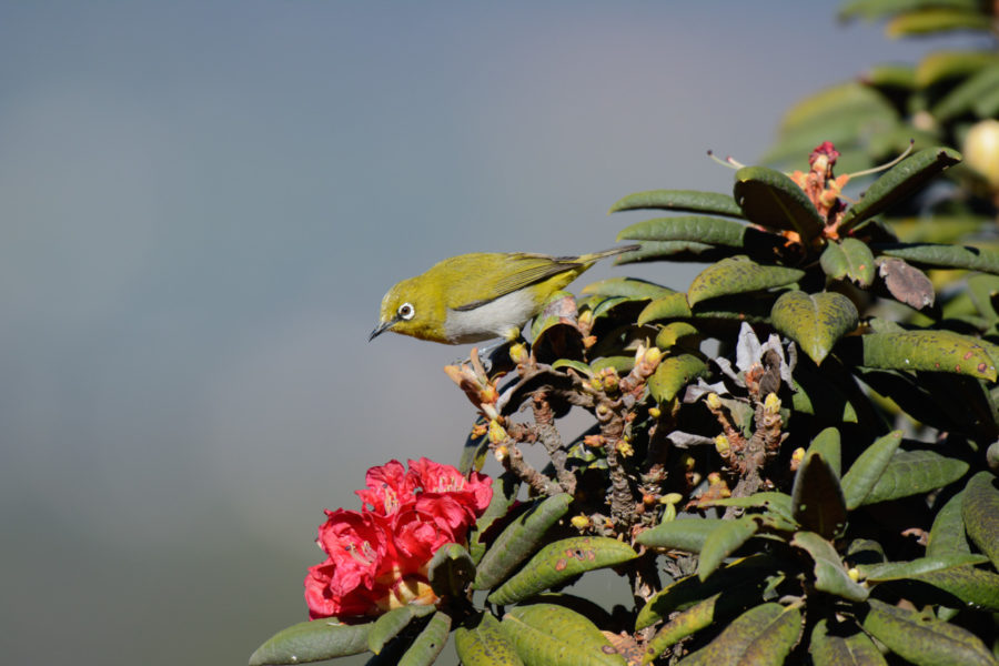 Nikon 200-500mm Review - Bird Photography