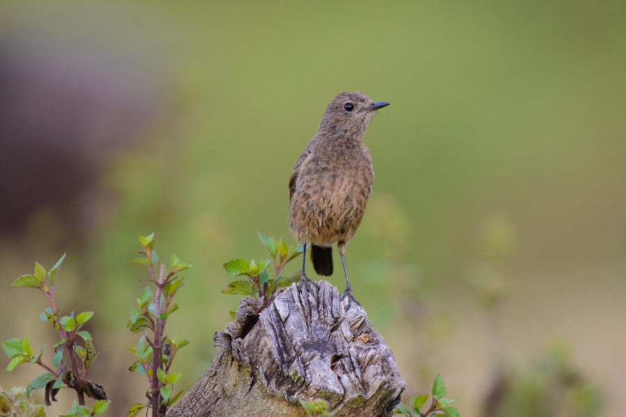 Nikon 200-500mm for bird photography