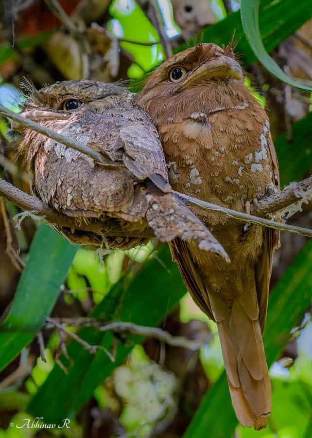 Nikon-200-500mm-vibration-reduction