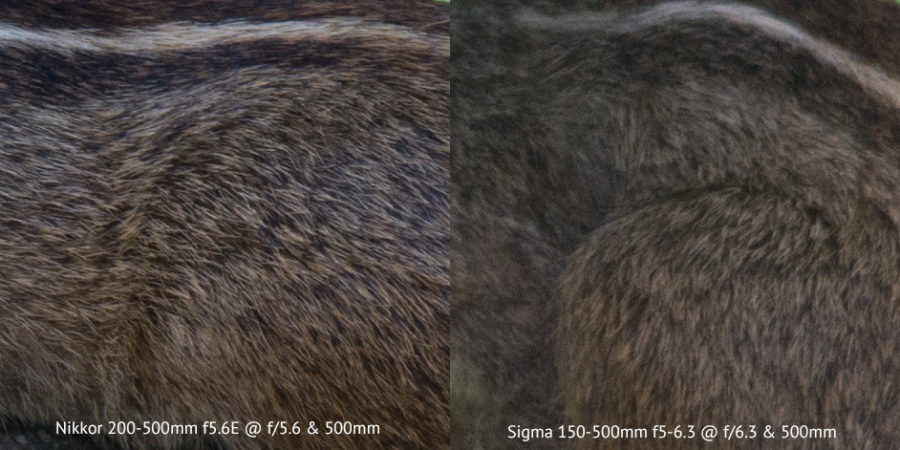 Nikon 200-500mm vs Sigma 150-500mm