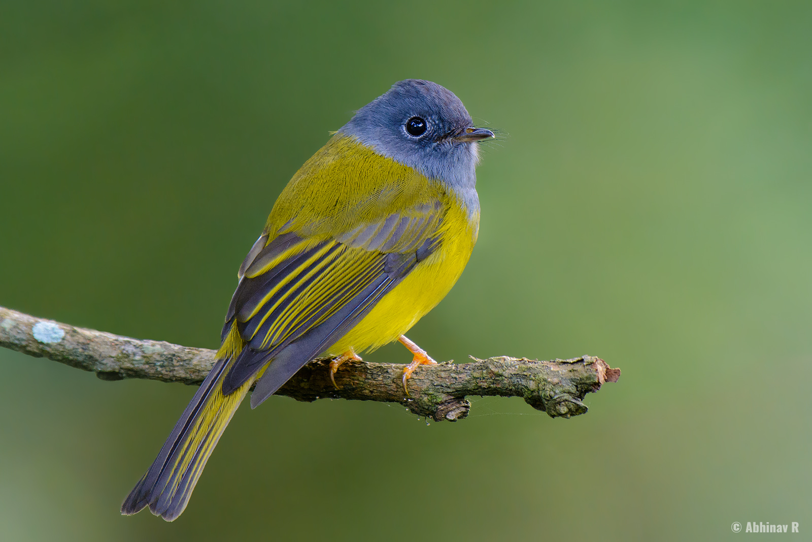 Grey-headed Canary-flycatcher (Culicicapa ceylonensis)