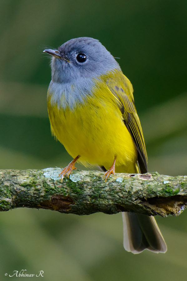 Grey-headed Canary Flycatcher - Culicicapa ceylonensis