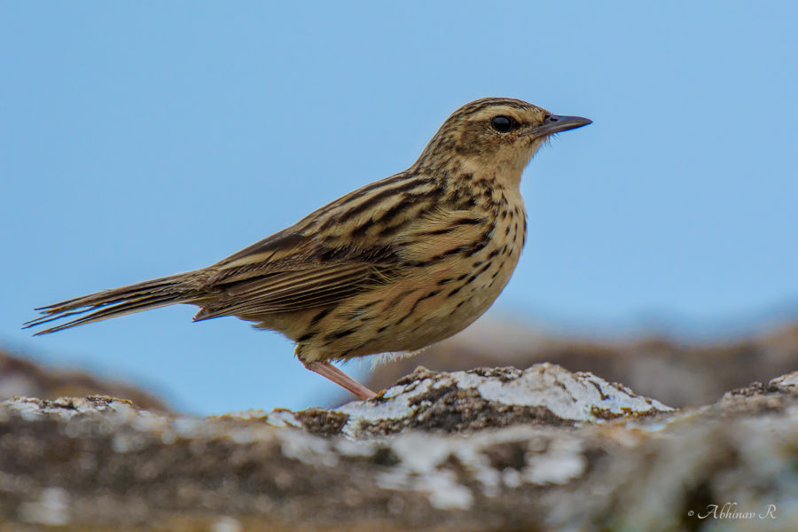 Nilgiri Pipit - Anthus nilghiriensis - Munnar Lakshmi Hills