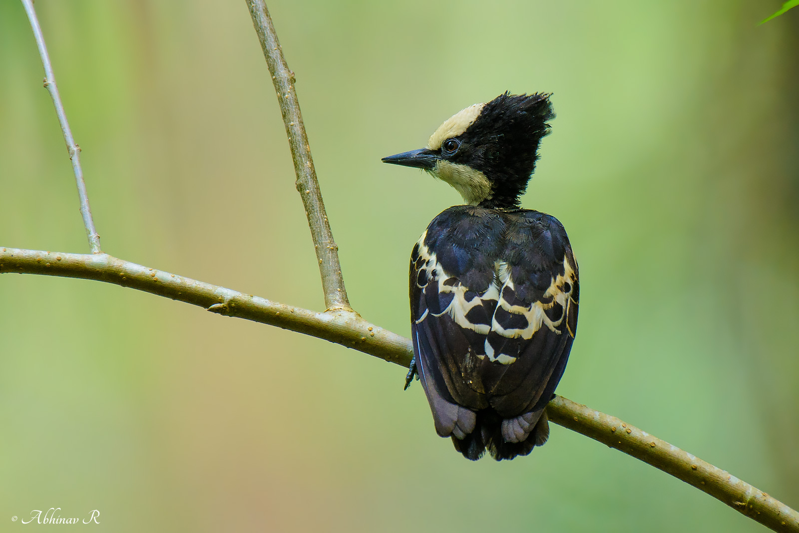 Heart-spotted Woodpecker – Hemicircus canente