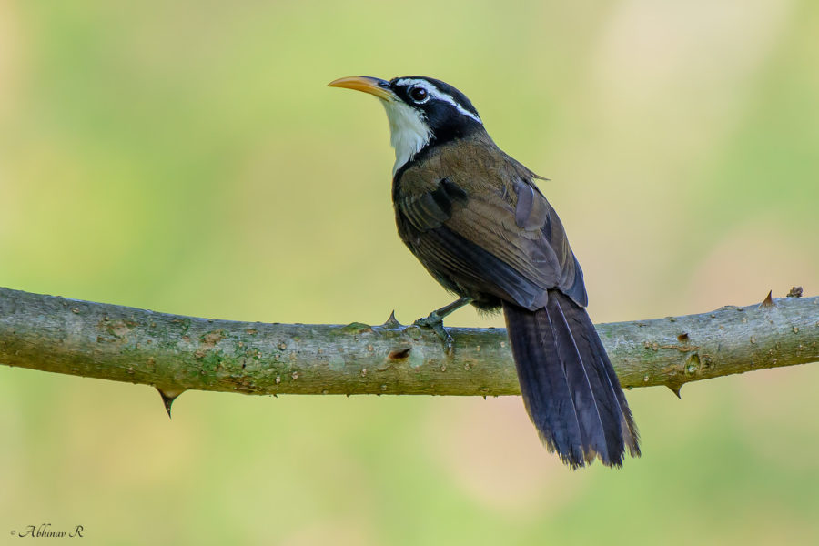 Indian Scimitar Babbler from Munnar, Kerala