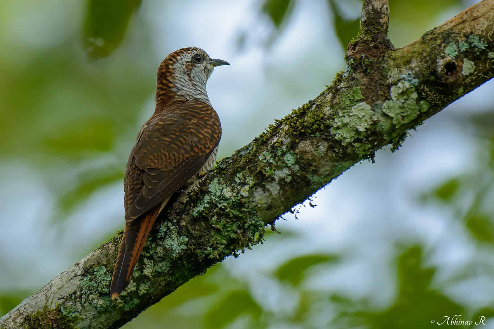 Banded Bay Cuckoo (Cacomantis sonneratii) from Urulanthanny, Thattekad