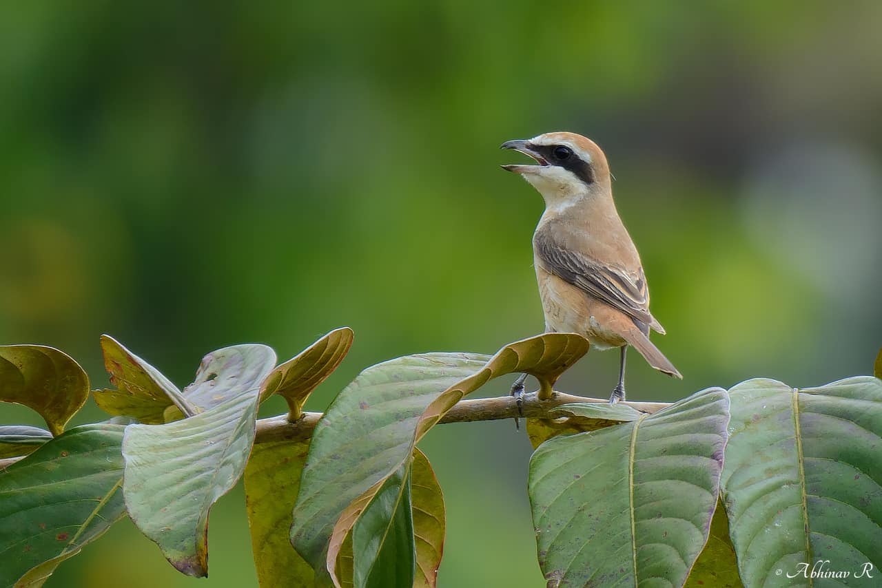 Brown Shrike (Lanius cristatus) from Thattekad