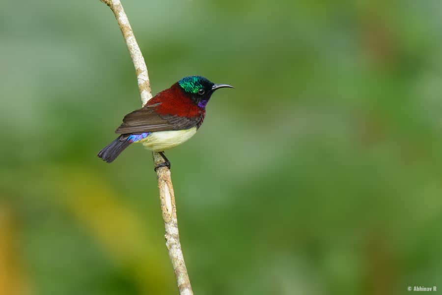Crimson-backed Sunbird (Male) from Thattekad