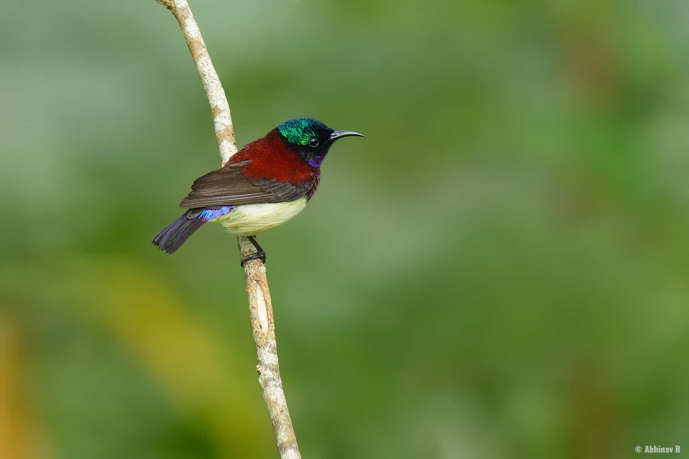 Crimson-backed Sunbird –   Smallest Bird in South India