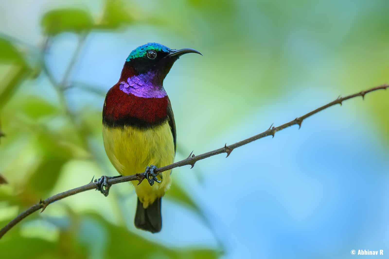 Crimson-backed Sunbird (Leptocoma minima) from Urulanthanny, Thattekad