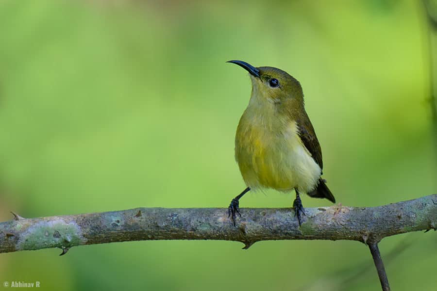 Crimson-backed Sunbird (female) from Urulanthanny, Thattekad