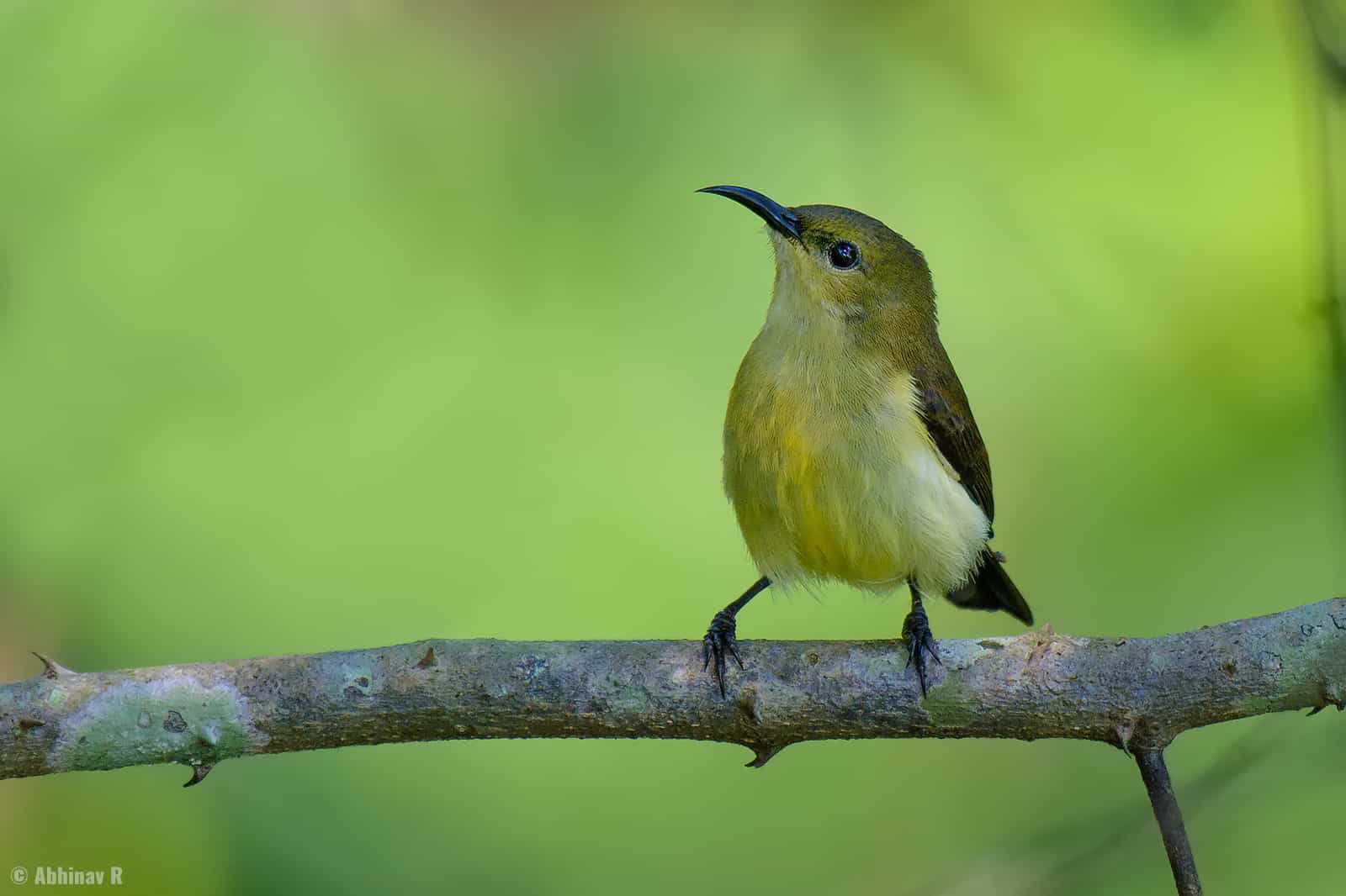 Crimson-backed Sunbird (female) from Urulanthanny, Thattekad