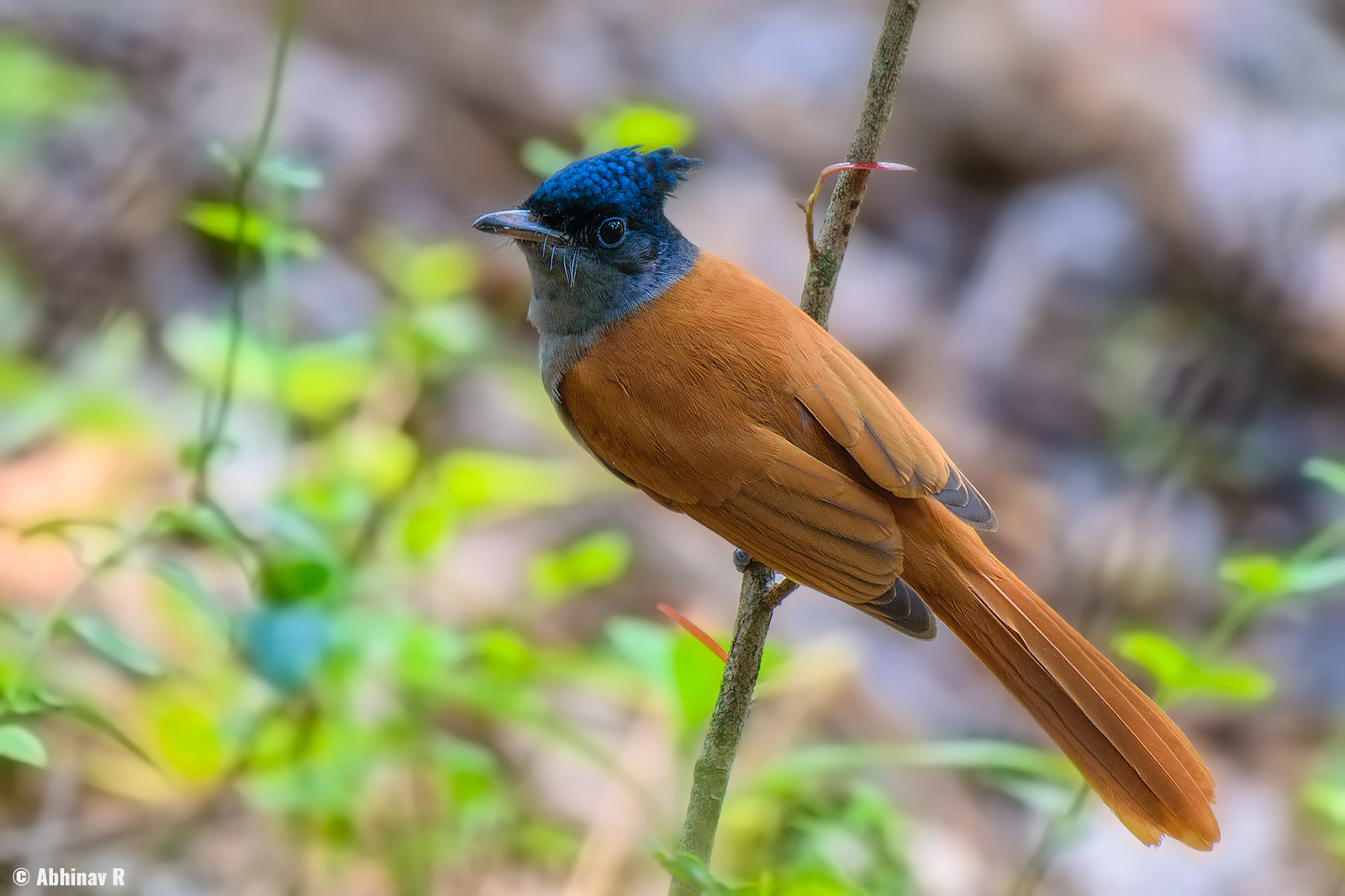 Indian Paradise Flycatcher – Terpsiphone paradisi