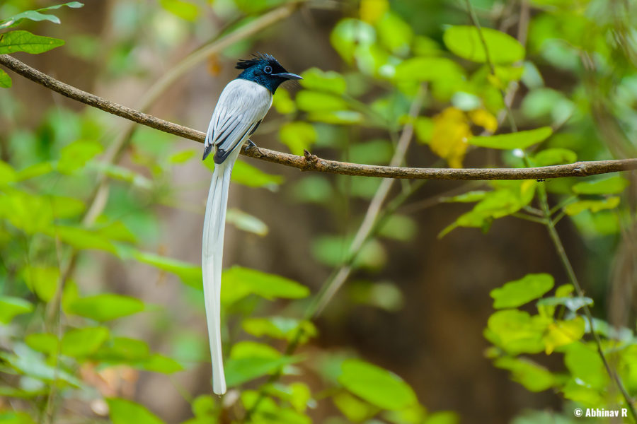 Indian Paradise Flycatcher (Terpsiphone paradisi) from Chinnar Wildlife Sanctuary
