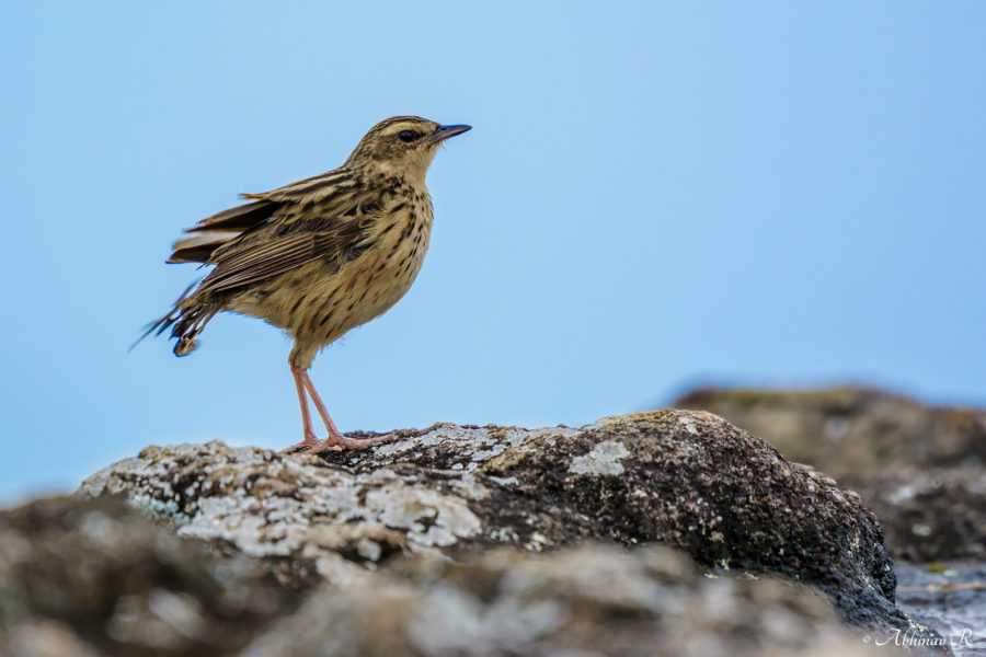 Nilgiri Pipit - a Western Ghats endemic bird