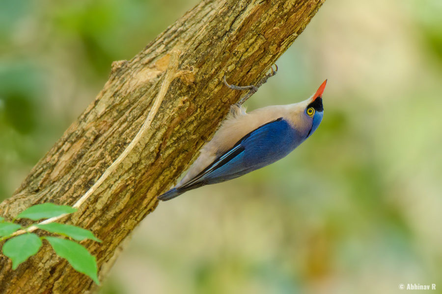 Velvet-fronted Nuthatch (Sitta frontalis) from Chinnar Wildlife Sanctuary