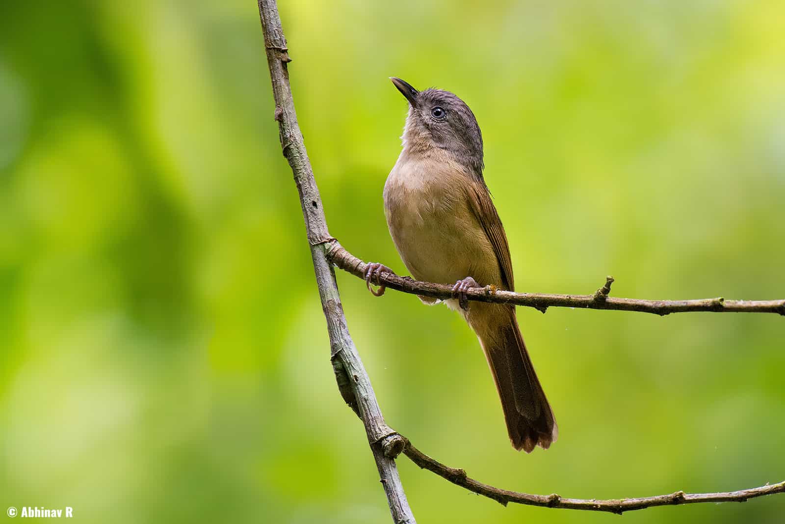 Brown-cheeked Fulvetta (Alcippe poioicephala) from Thattekad, Kerala