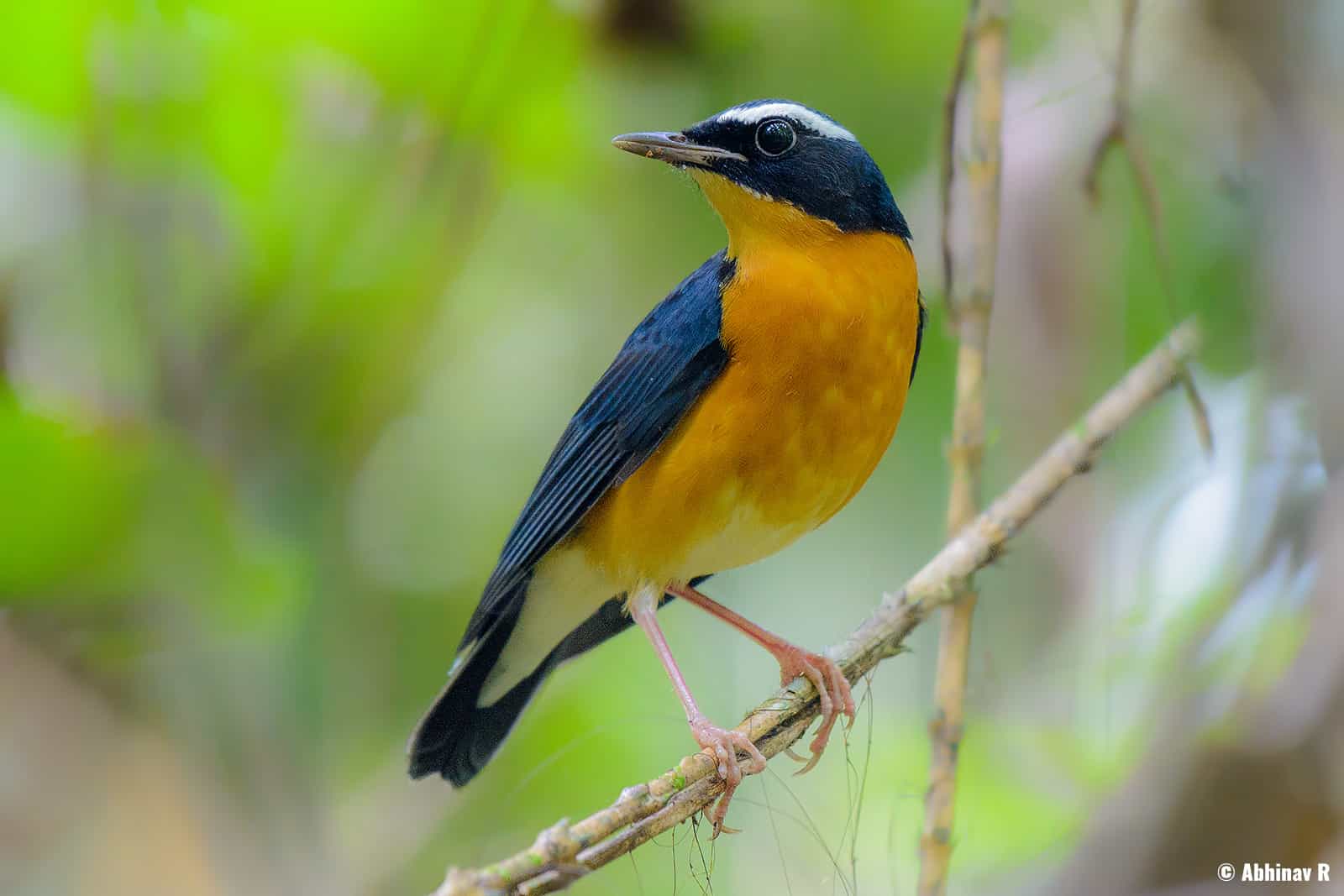 Indian Blue Robin (Larvivora brunnea) from Thattekad, Kerala