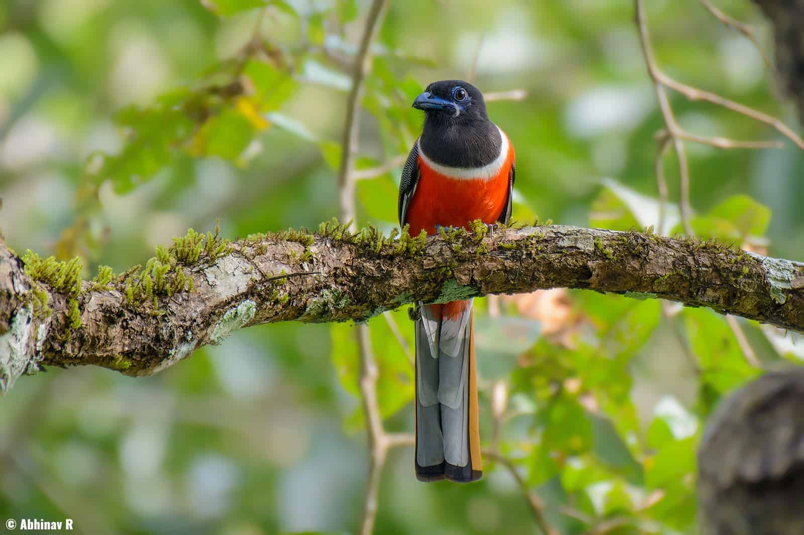 Malabar Trogon (Harpactes fasciatus) male from Thattekad, Kerala