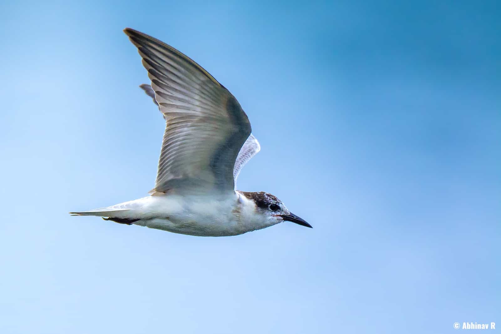 Whiskered Tern (Chlidonias hybrida) from Periyar River, Thattekad