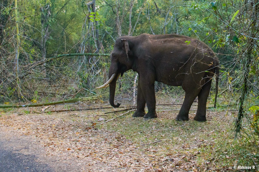 Indian Elephant from Masinagudi