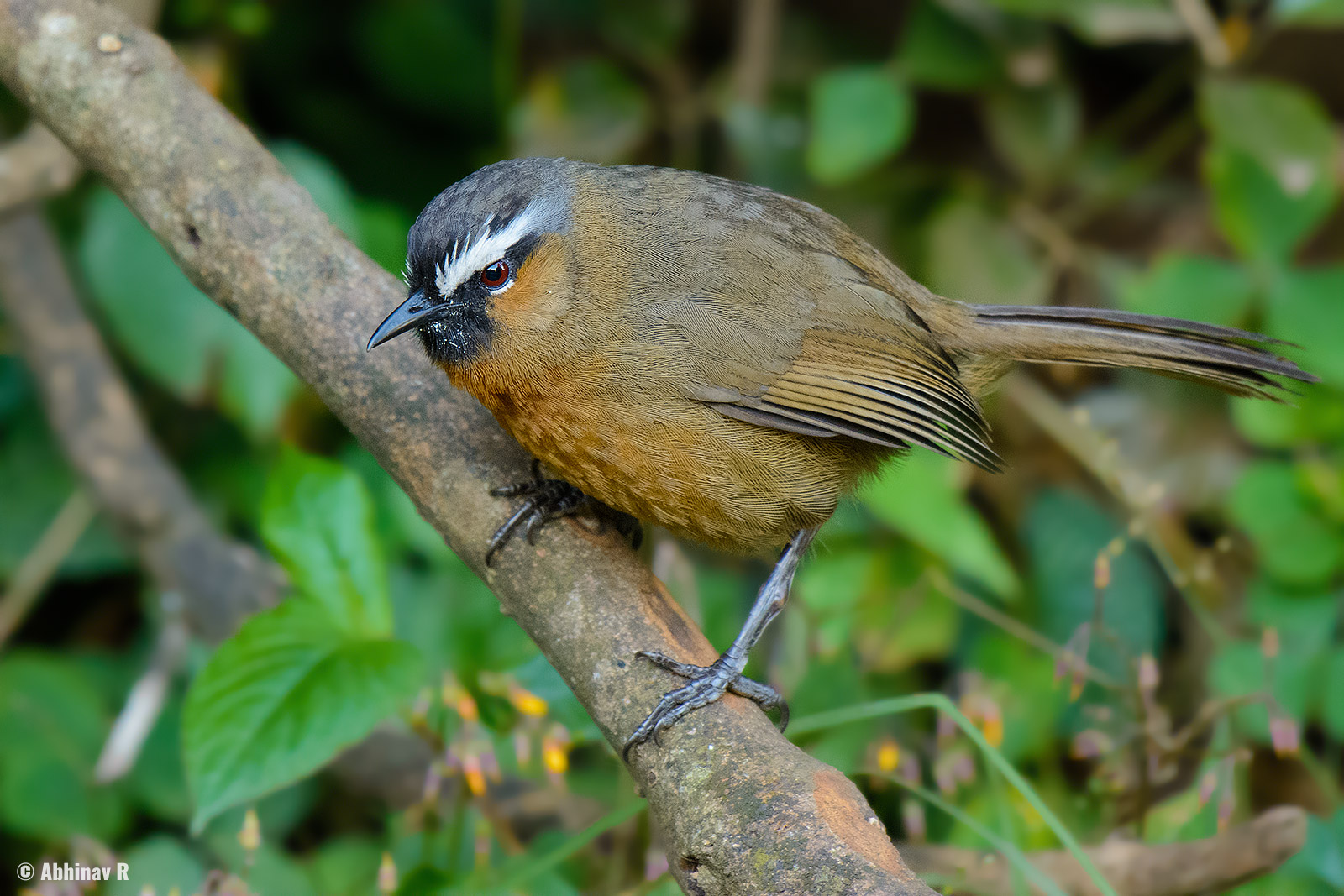 Black-chinned Laughingthrush – Trochalopteron cachinnans