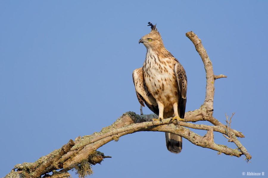 Crested Hawk Eagle (Nisaetus cirrhatus) from Masinagudi
