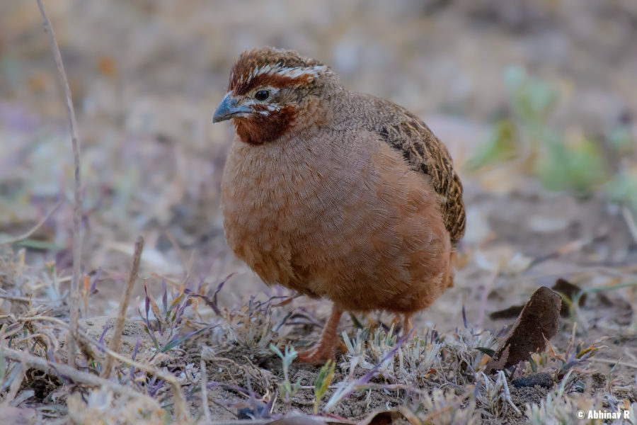 Jungle Bush Quail (Female) - Perdicula asiatica - from Masinagudi