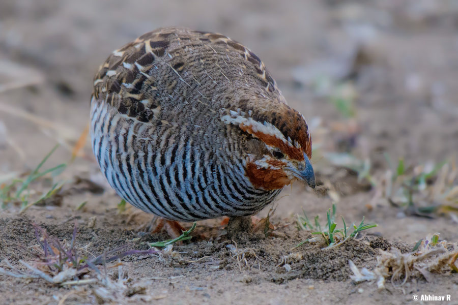 Jungle Bush Quail - Perdicula asiatica - from Masinagudi