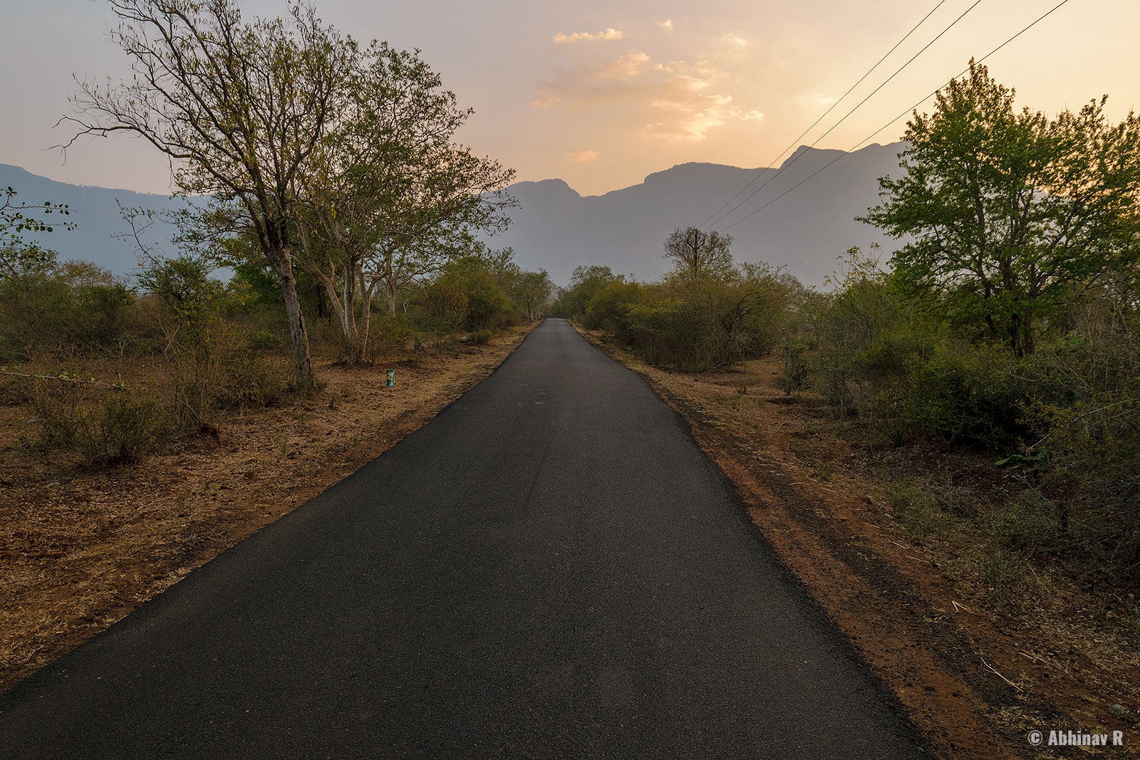 Masinagudi Birding and Wildlife Safari