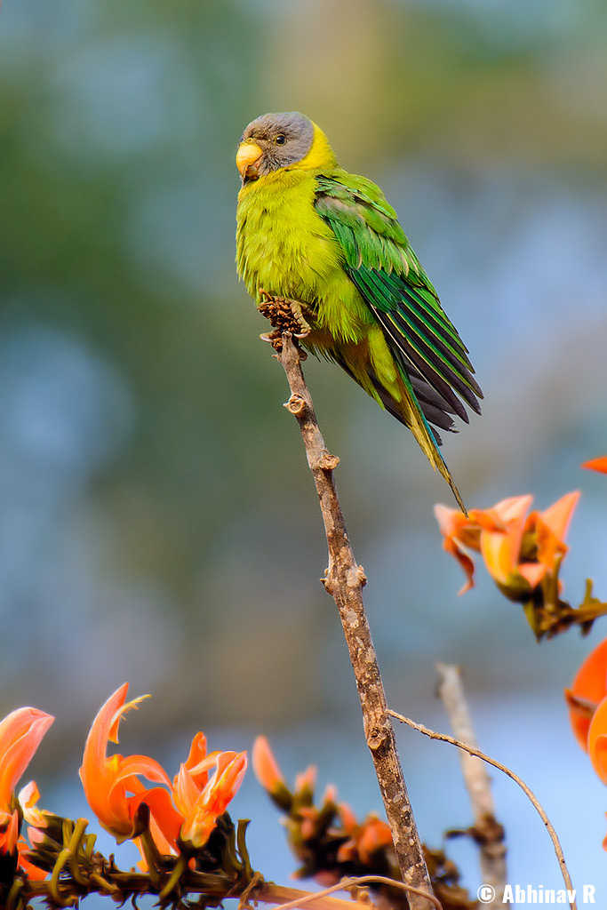 Plum-headed Parakeet (female)