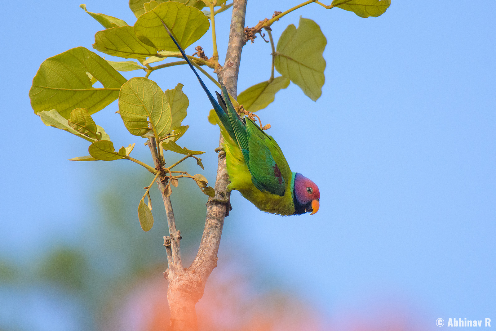 Plum-headed Parakeet – Psittacula cyanocephala