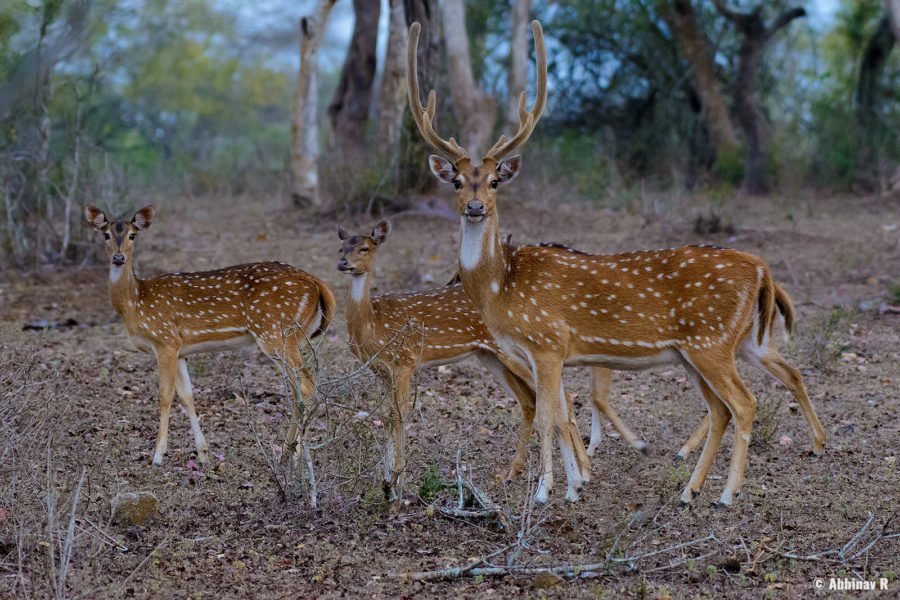 Spotted Deer (Chital) - Masinagudi