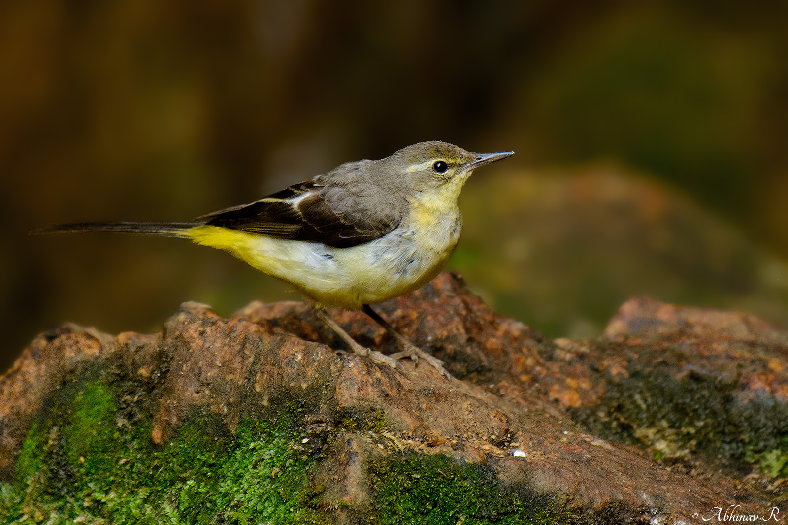 Grey Wagtail – Motacilla cinerea – Photos and Facts