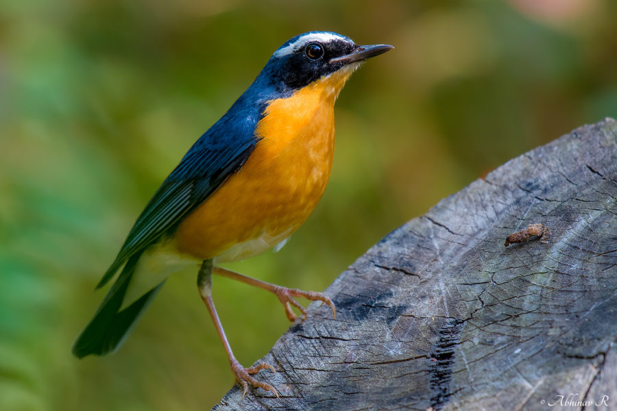 Indian Blue Robin