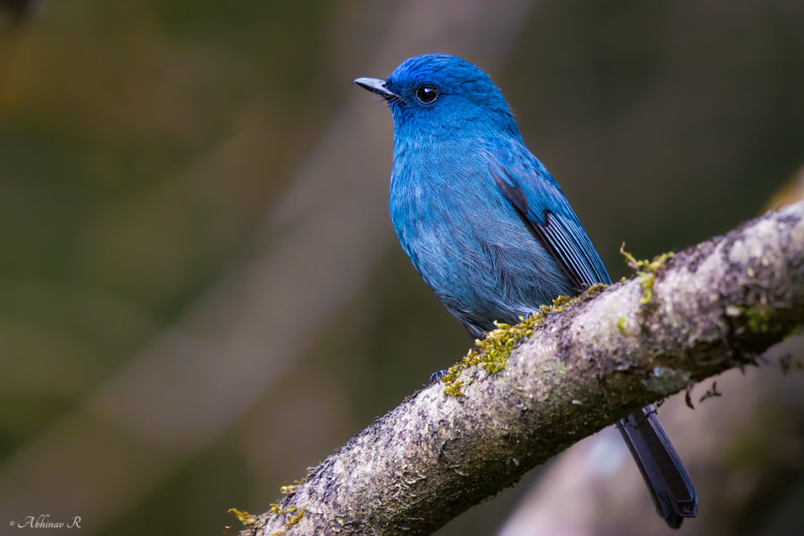 Nilgiri Flycatcher