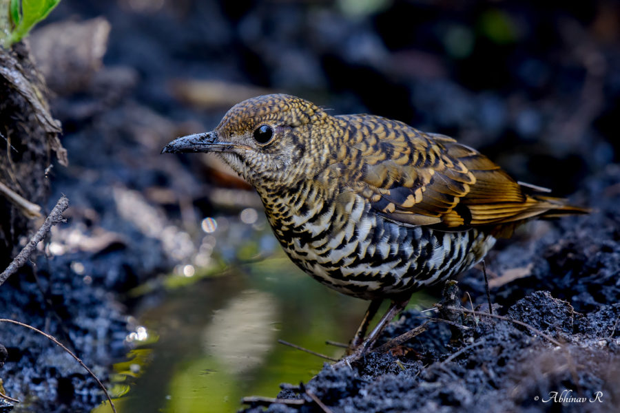 Nilgiri Thrush
