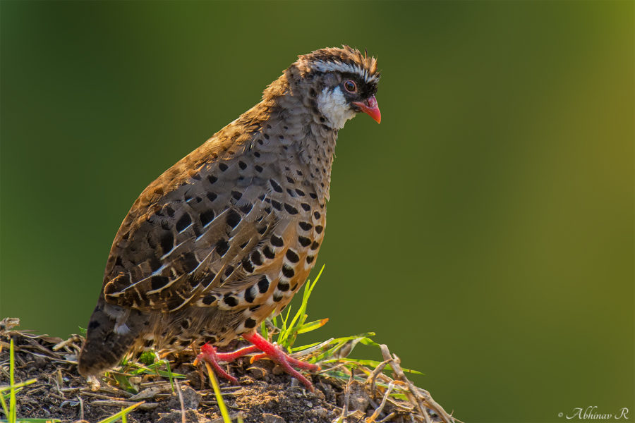 Painted Bush Quail (Perdicula erythrorhyncha) photo from Munnar, Kerala