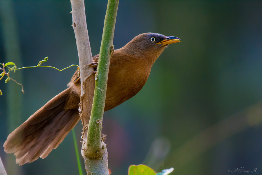 Rufous Babbler