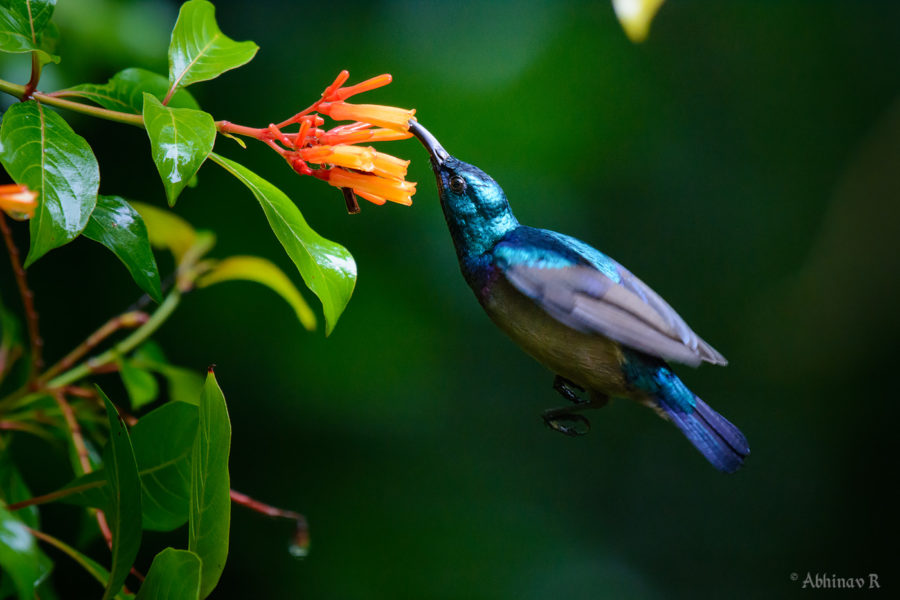 How to Photograph Sunbird in Flight