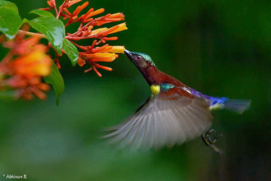 Purple-rumped Sunbird in the morning