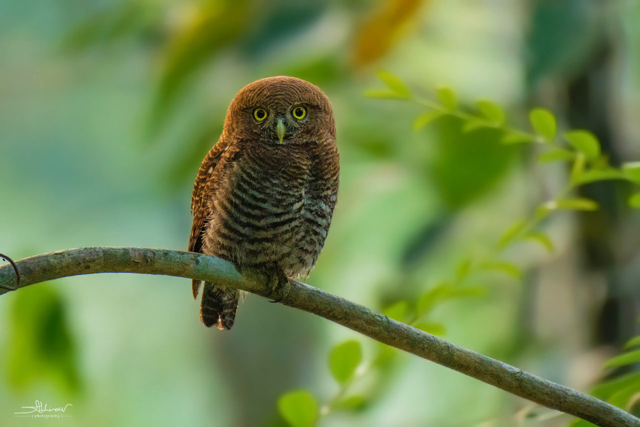 Best time to photograph birds