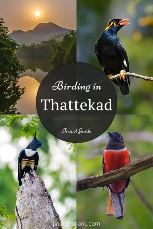 Birding in Thattekad