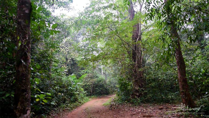 A bird habitat in Thattekad