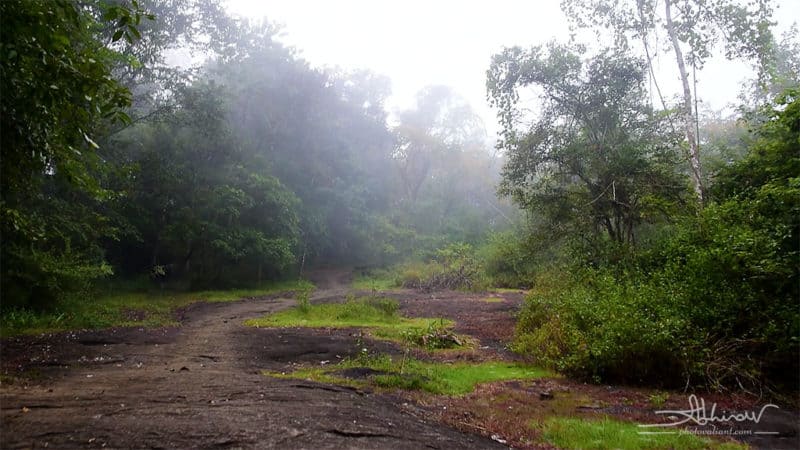 A misty morning in Thattekad