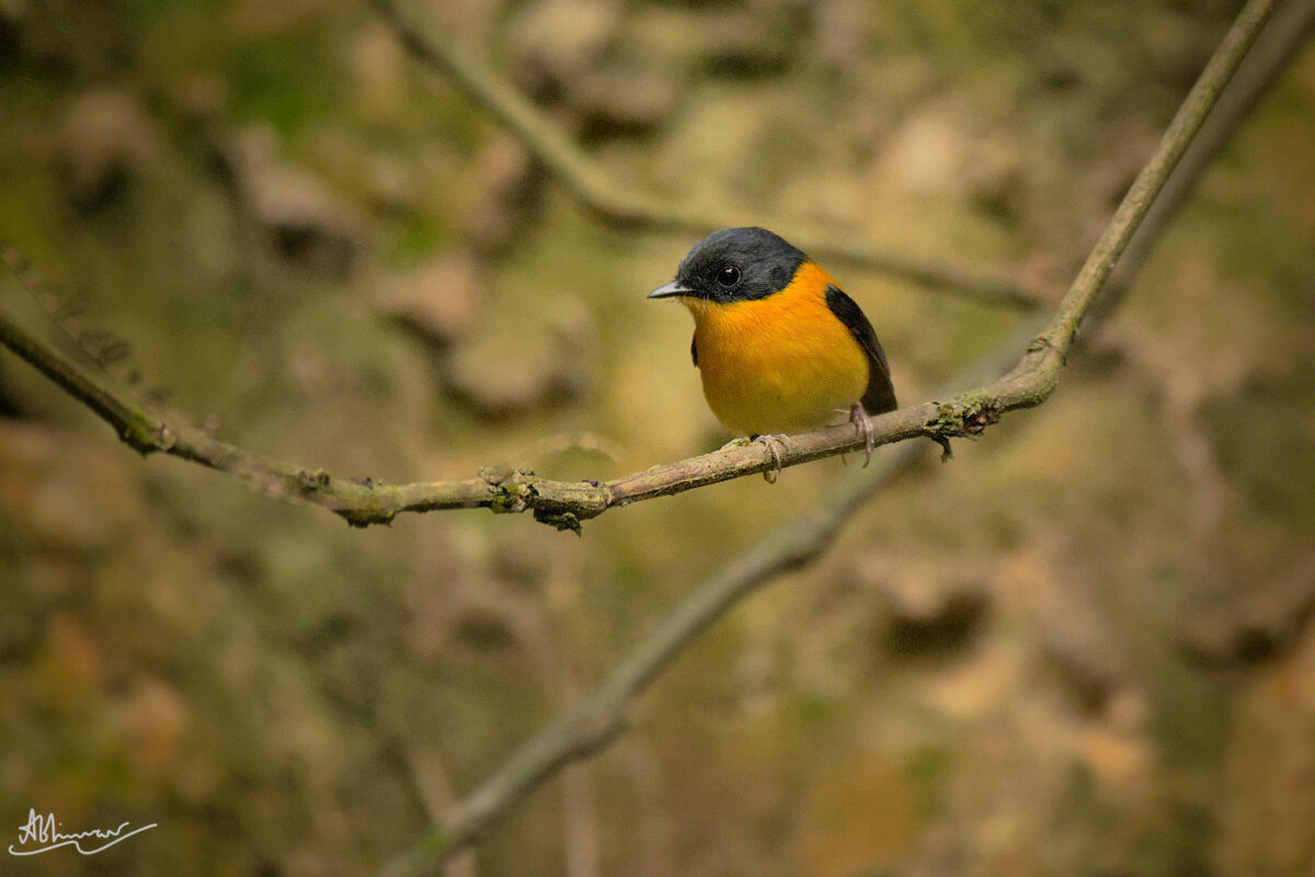 Black and Orange Flycatcher (male)